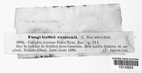 Rhodocollybia asema image